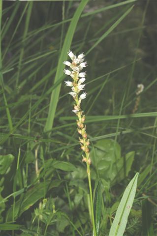 Bistorta vivipara (= Polygonum viviparum)